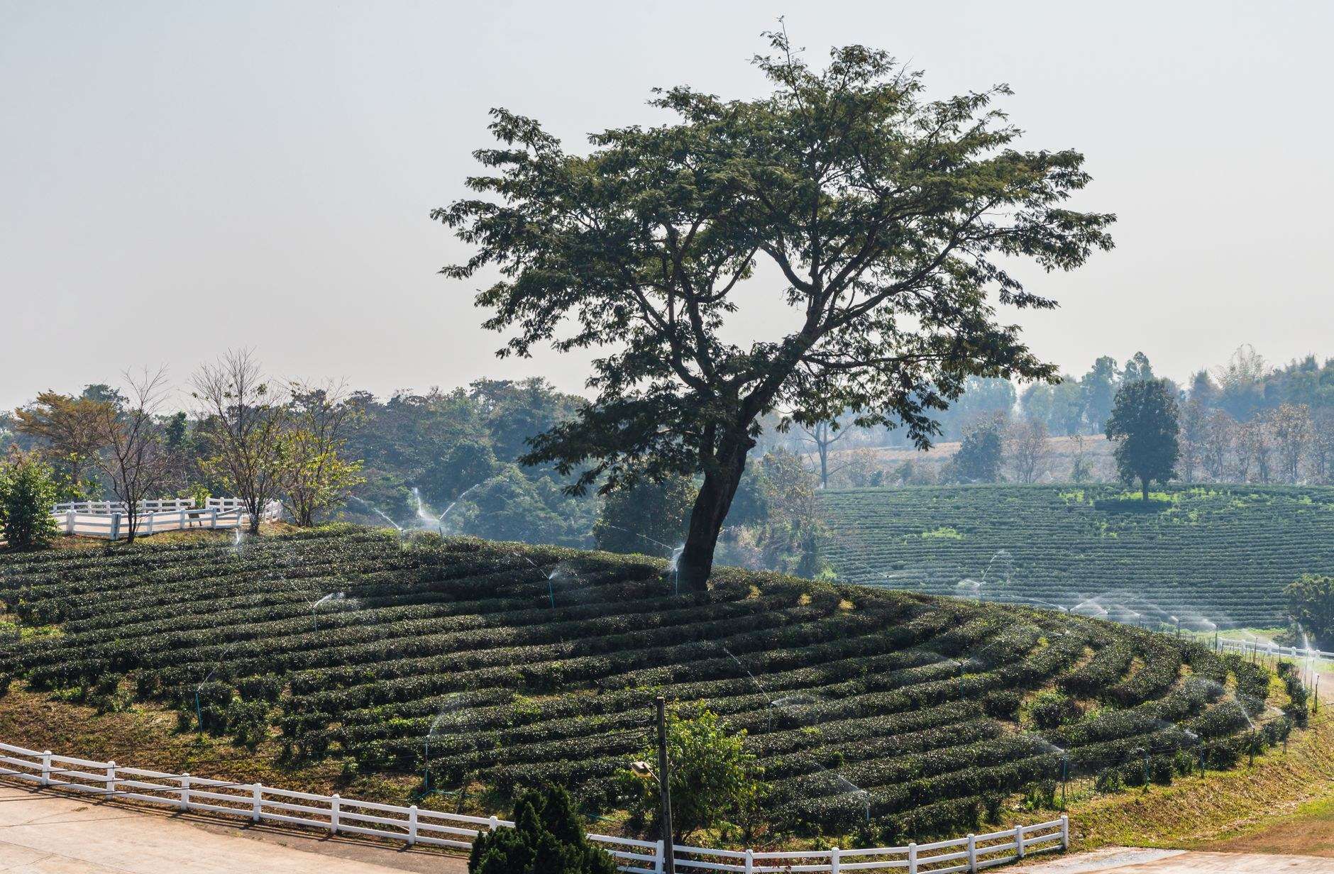 끝없이 펼쳐진 푸른 차밭 사이로 난 작은 산책로의 싱그러운 풍경을 보여줍니다.