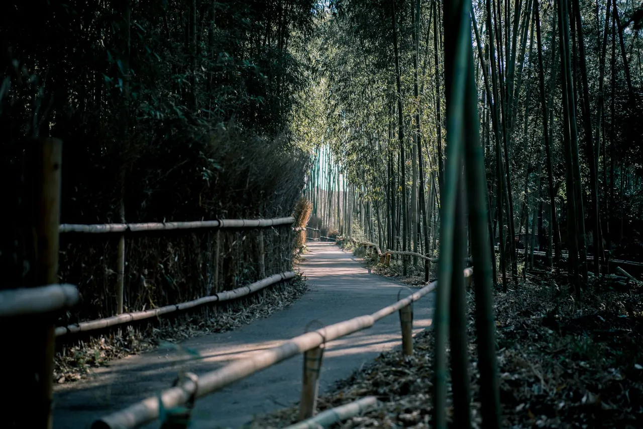 교토 아라시야마 대나무 숲의 울창한 대나무 사이로 뻗은 산책로를 보여줍니다.