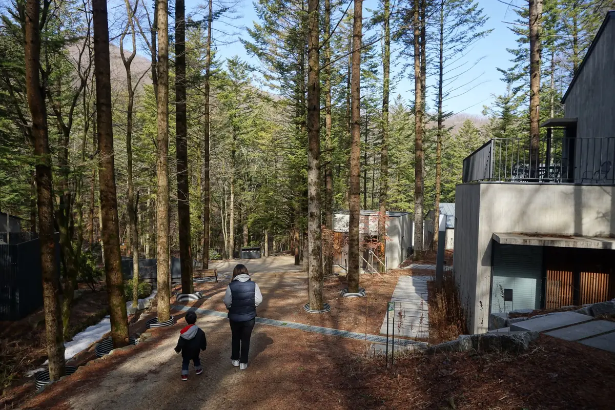 가족과 함께 평화롭게 거닐 수 있는 평창의 전나무 숲 산책로입니다.