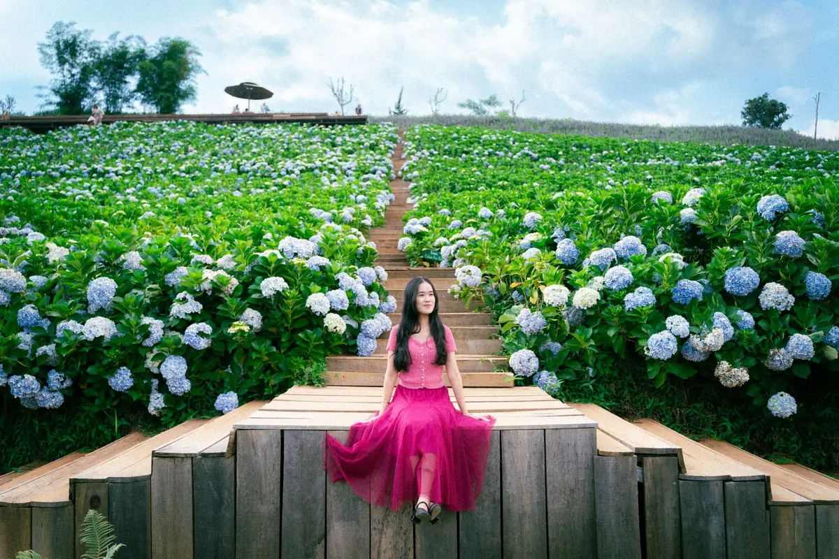 Rows of vibrant blue and purple hydrangeas stretch across a hillside flower farm in the outskirts of Dalat.