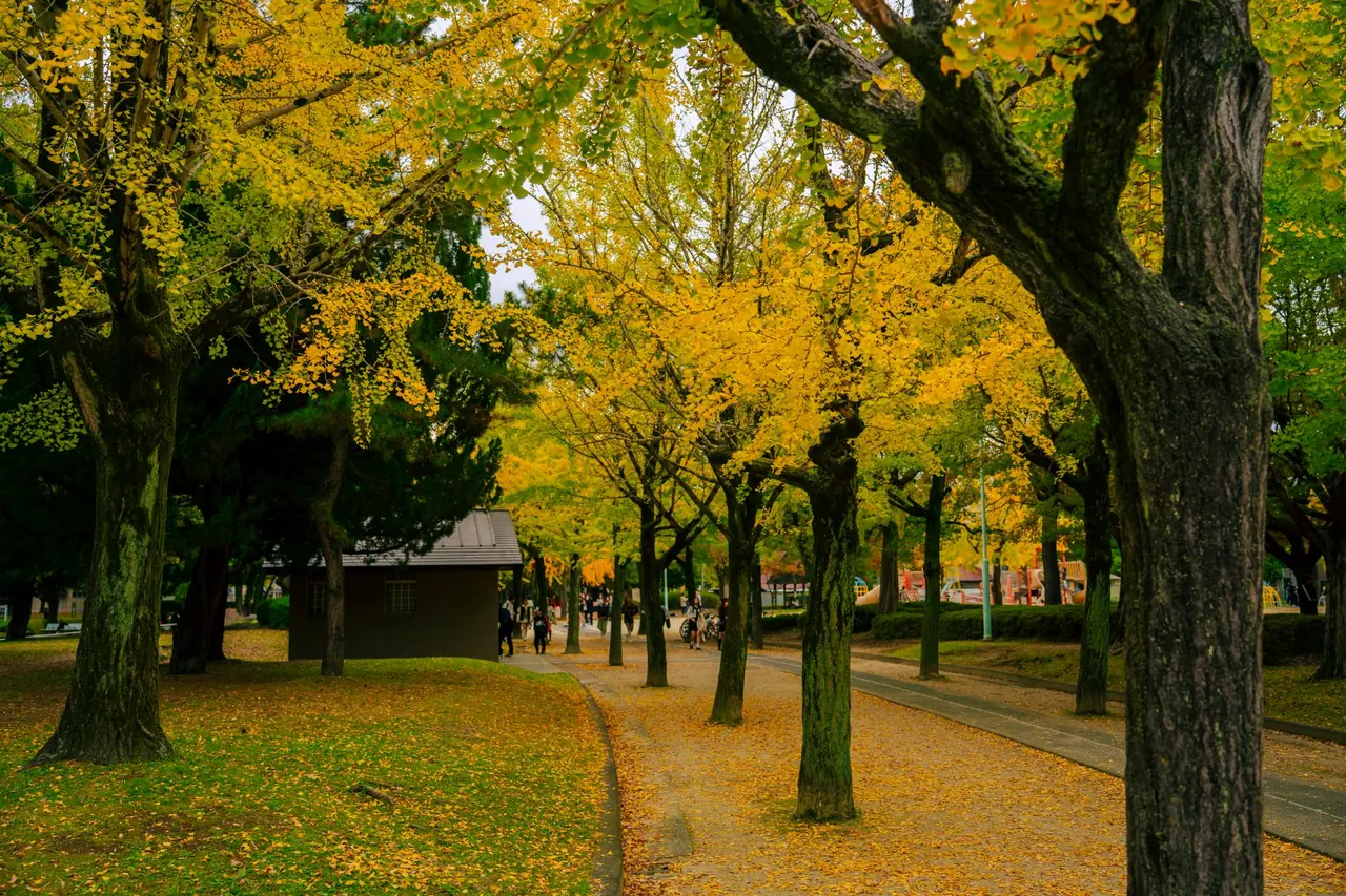 아키타 센슈 공원의 가을 단풍이 물든 산책로와 과거 구보타 성의 흔적을 보여주는 모습입니다.