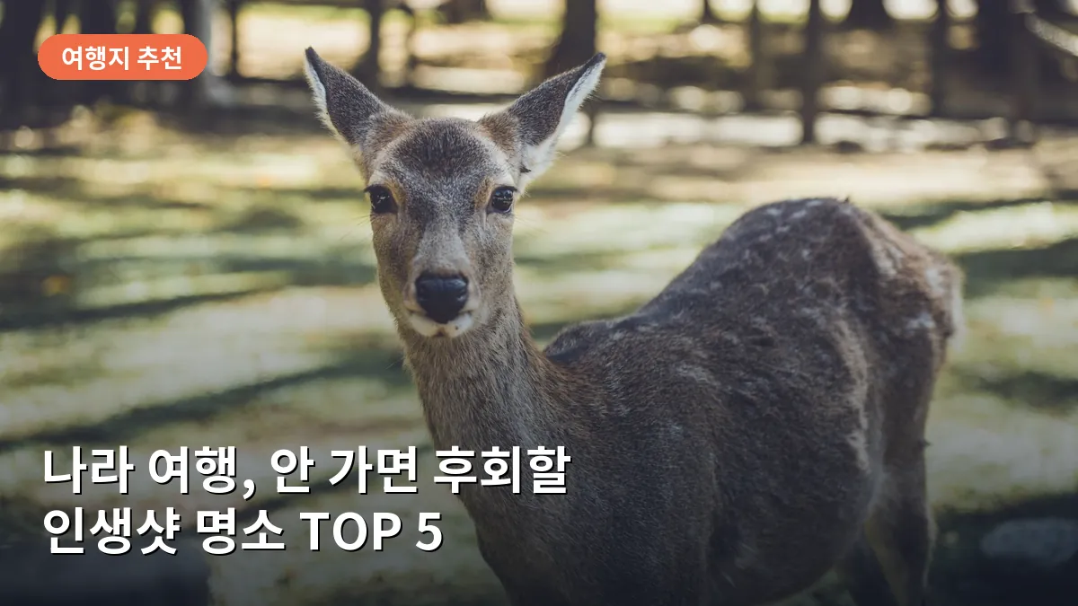 나라 여행 안 가면 후회하는 명소 TOP 5, 인생샷 보장 스팟과 관람 팁