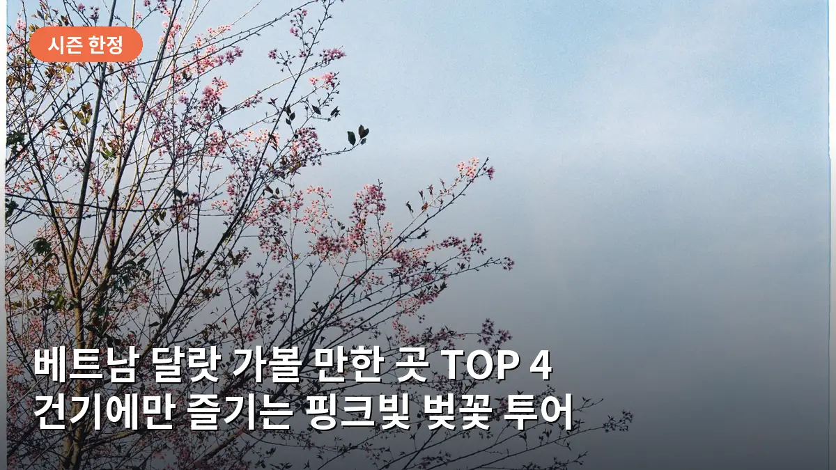 건기에 만개한 베트남 달랏의 핑크빛 벚꽃 풍경입니다.