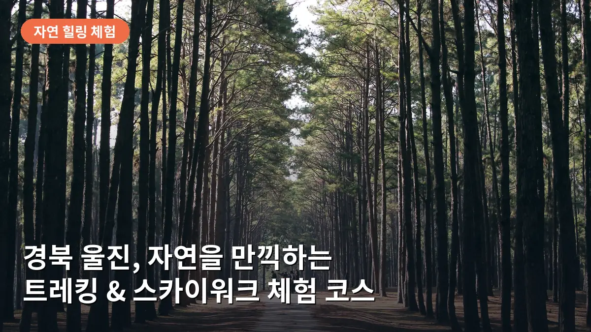 울창한 금강소나무 숲길의 정취를 느낄 수 있는 트레킹 코스 전경입니다.